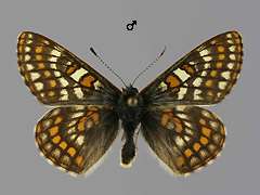E. iduna
