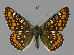 E. maturna