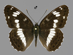 L. camilla