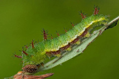L. camilla