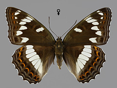 L. populi