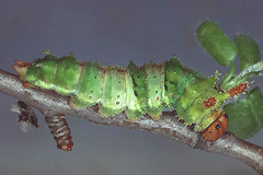 L. populi