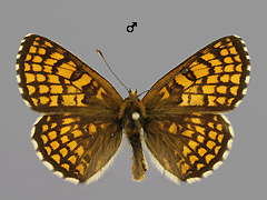 M. athalia