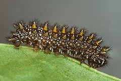 M. athalia