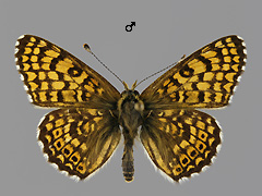 M. cinxia