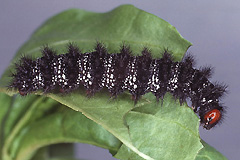 M. cinxia