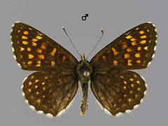 M. diamina