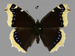 N. antiopa