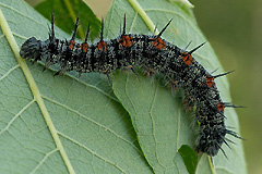 N. antiopa