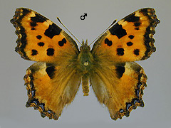 N. polychloros