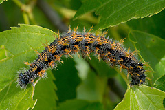 N. polychloros