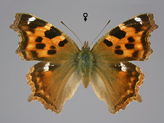 N. vaualbum