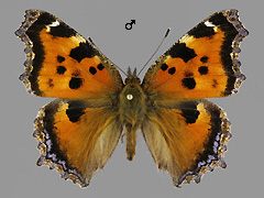 N. xanthomelas