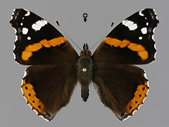 V. atalanta