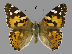 V. cardui