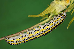 C. lunula