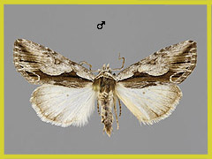 C. ramosa