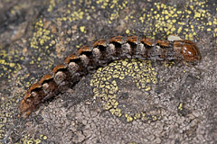 S. zetterstedtii