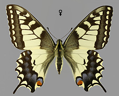 P. machaon