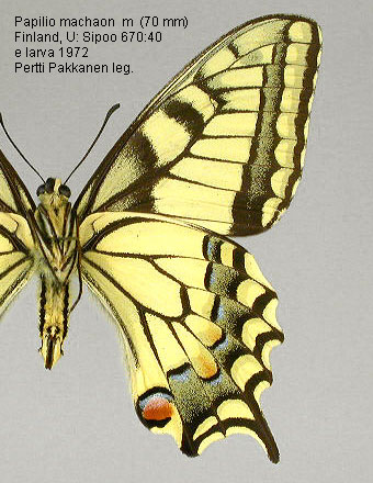  & : Papilio machaon in Finland