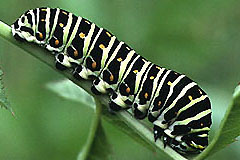 P. machaon