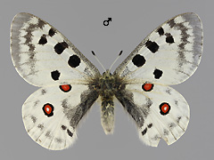 P. apollo