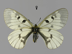 P. mnemosyne