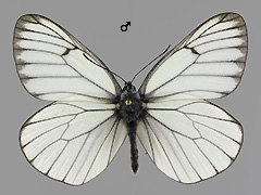A. crataegi