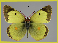 C. erate
