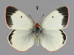 C. palaeno