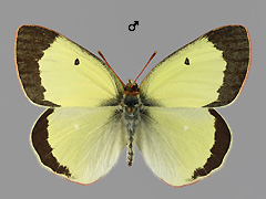 C. palaeno
