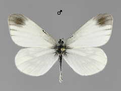 L. juvernica