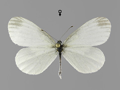 L. sinapis