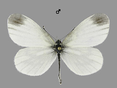 L. sinapis