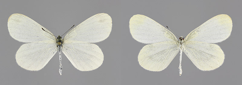 L. juvernica