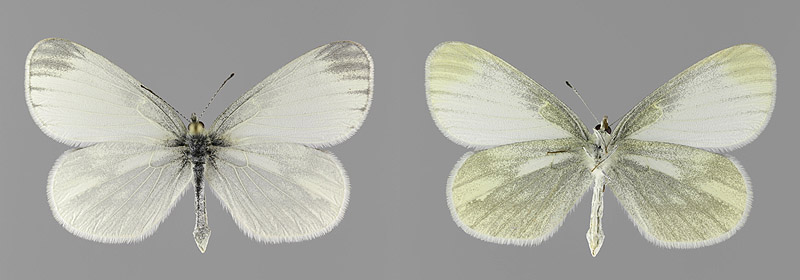 L. sinapis