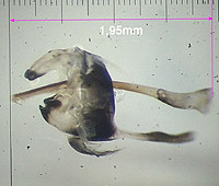 L. juvernica