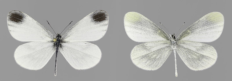 L. juvernica
