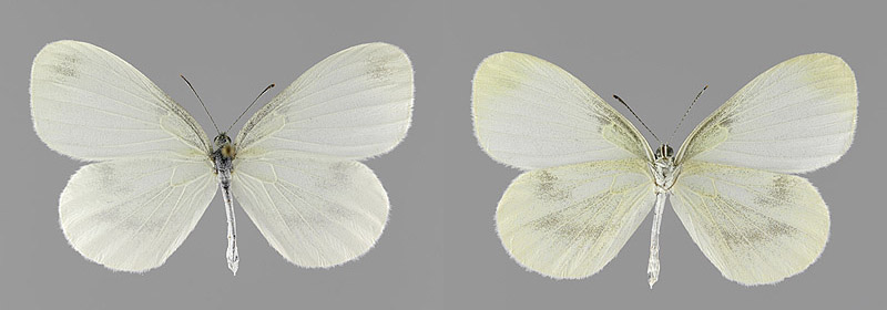 L. sinapis