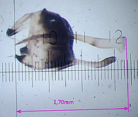 L. sinapis