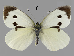 P. brassicae