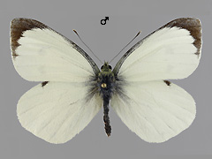 P. brassicae
