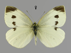 P. rapae