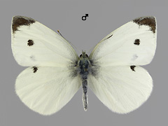 P. rapae