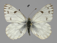 P. callidice