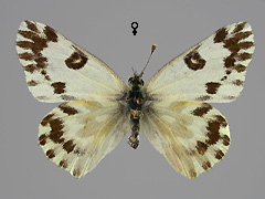 P. chloridice