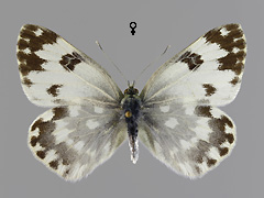 P. edusa