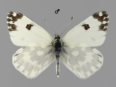 P. edusa
