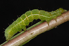 A. buraetica