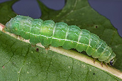 A. pulchrina